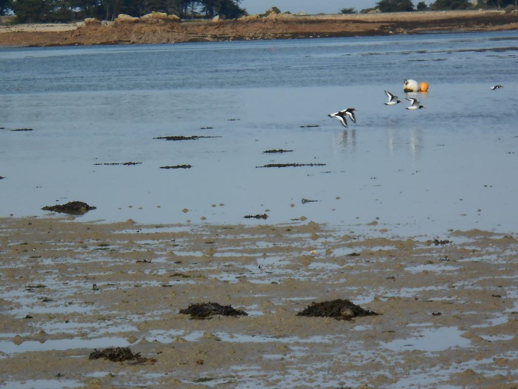 guillemots , sea birds
