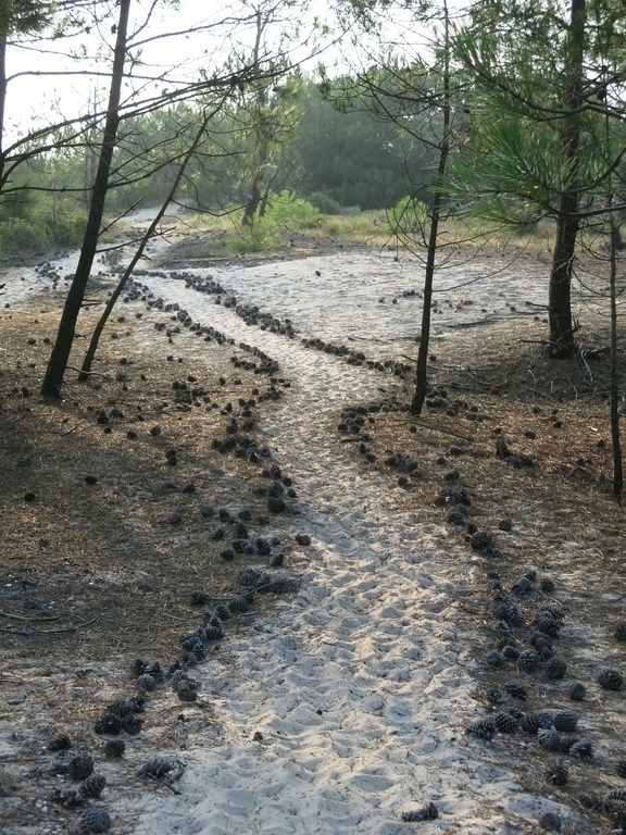 lovely path bringing us to the beach