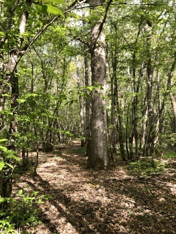 La forêt autour de la maison 