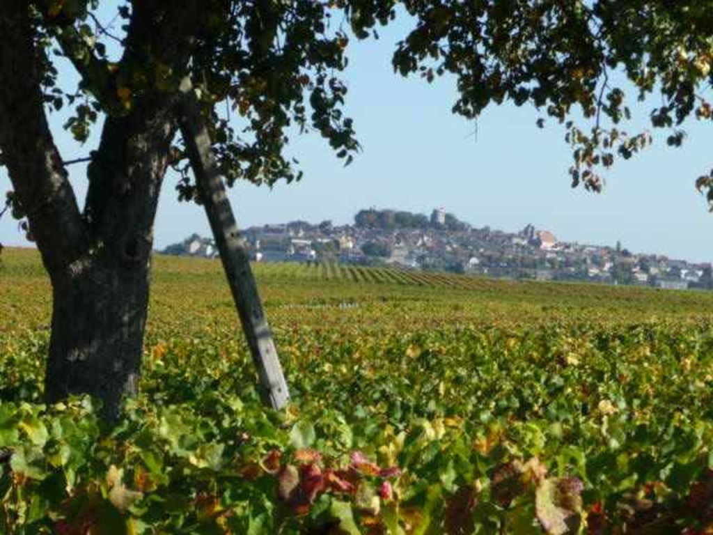 Vineyards of Sancerre.
The famous medieval city of Sancerre dominates a splendid panorama. 
Perched on its rock meters 312 ...