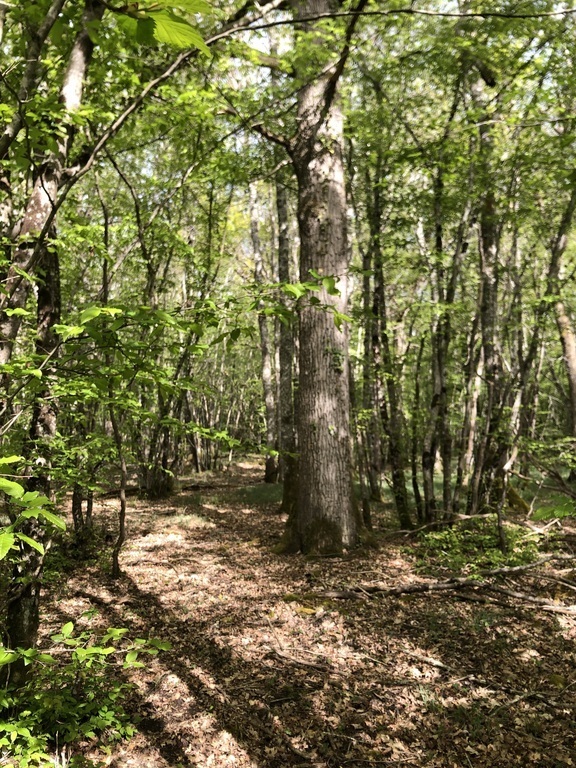 La forêt autour de la maison 