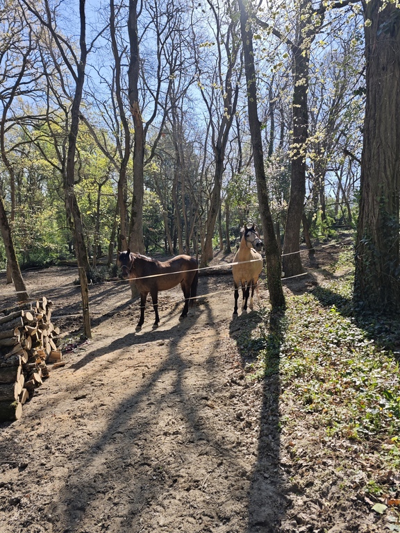 Horses near the equestrian center