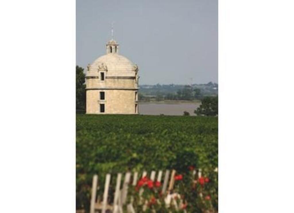 Medoc vineyards