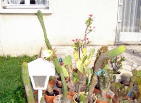 cactuses on the terrace