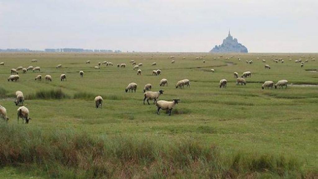 Les moutons de la baie du Mt St Michel