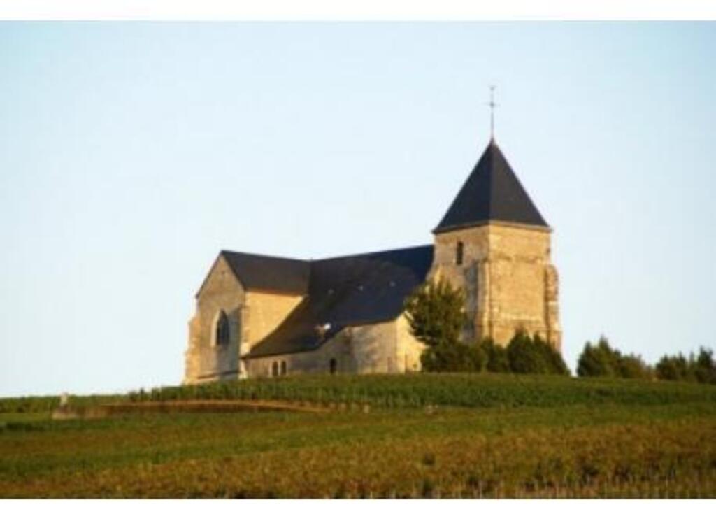 The vineyards near our home / Les vignes près de chez nous