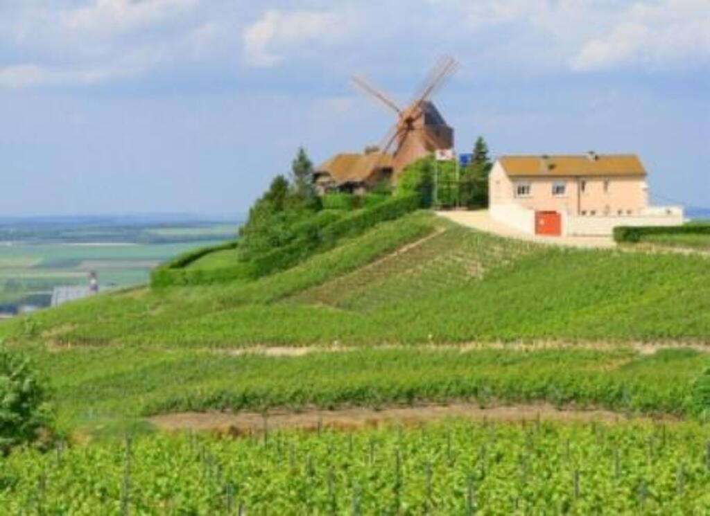 The vineyards near our home / Les vignes près de chez nous
