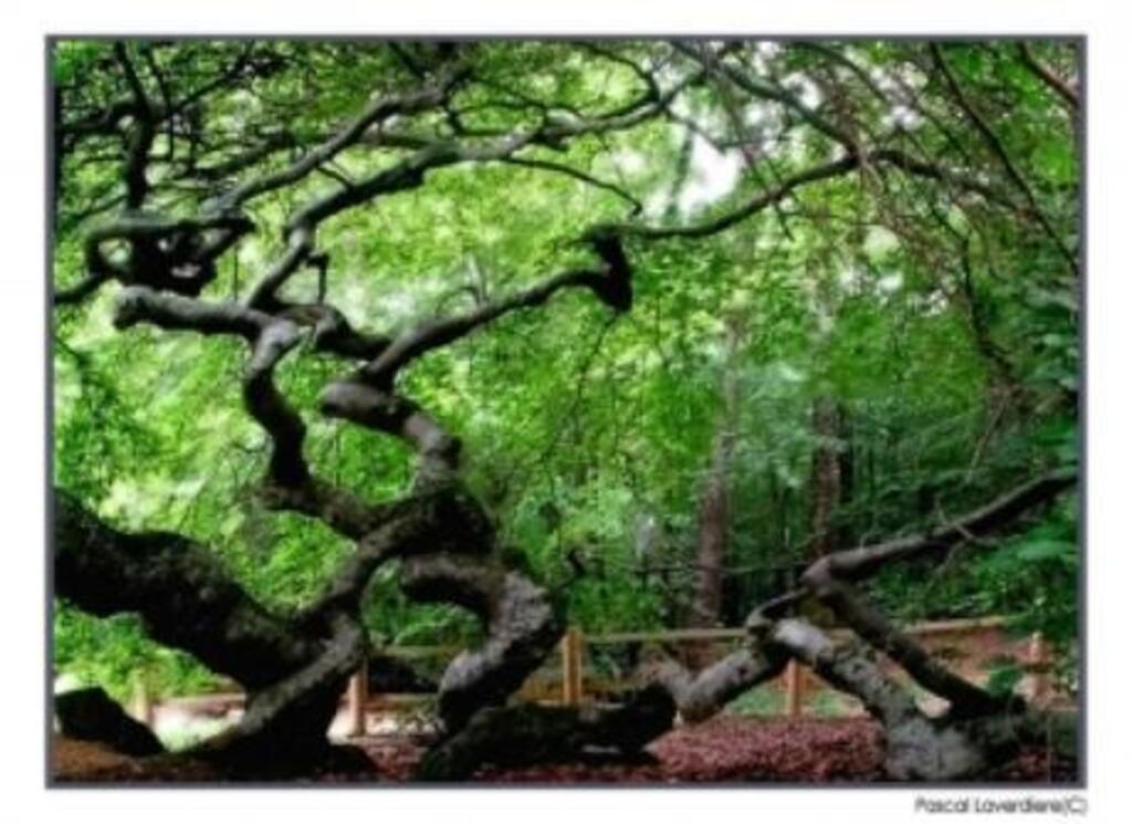 Faux de Verzy (twisted trees) /Faux de Verzy (arbres tortillards)