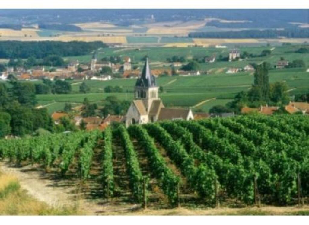 The vineyards near our home / Les vignes près de chez nous