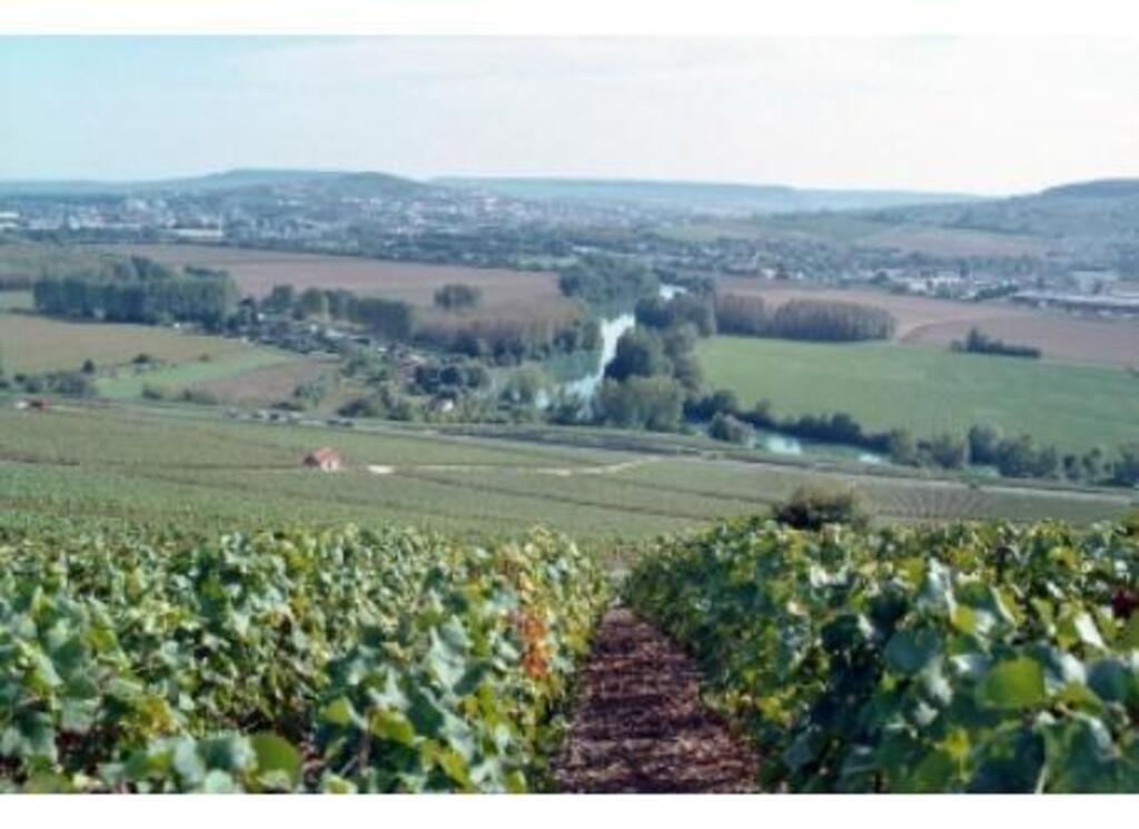 The vineyards near our home / Les vignes près de chez nous