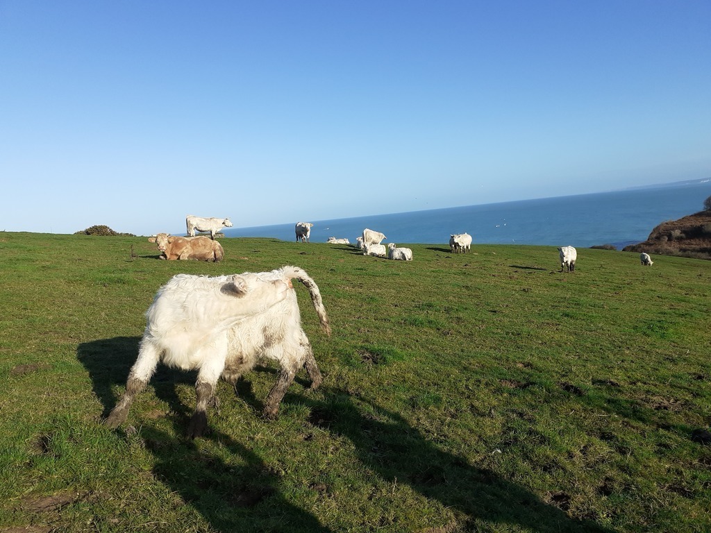 la spécialité normande