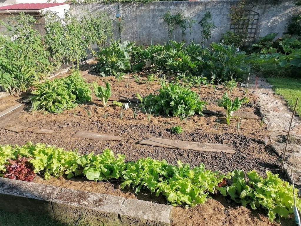 The vegetable garden