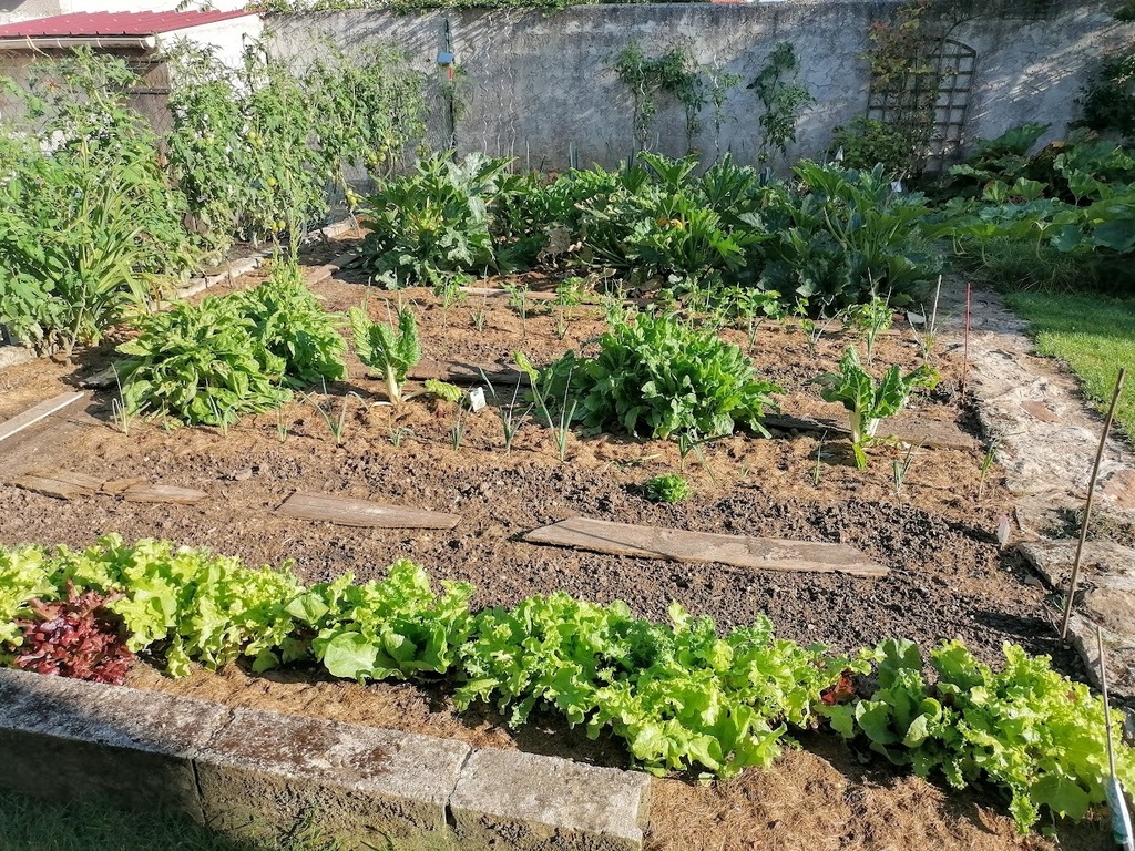The vegetable garden