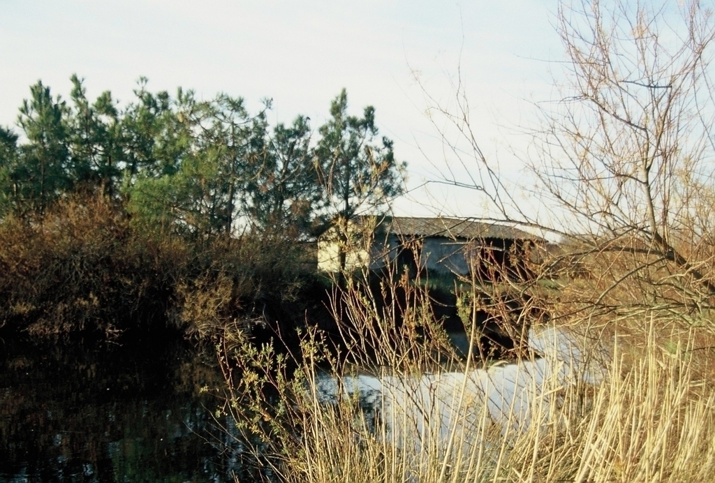 le teich-bassin d'arcachon