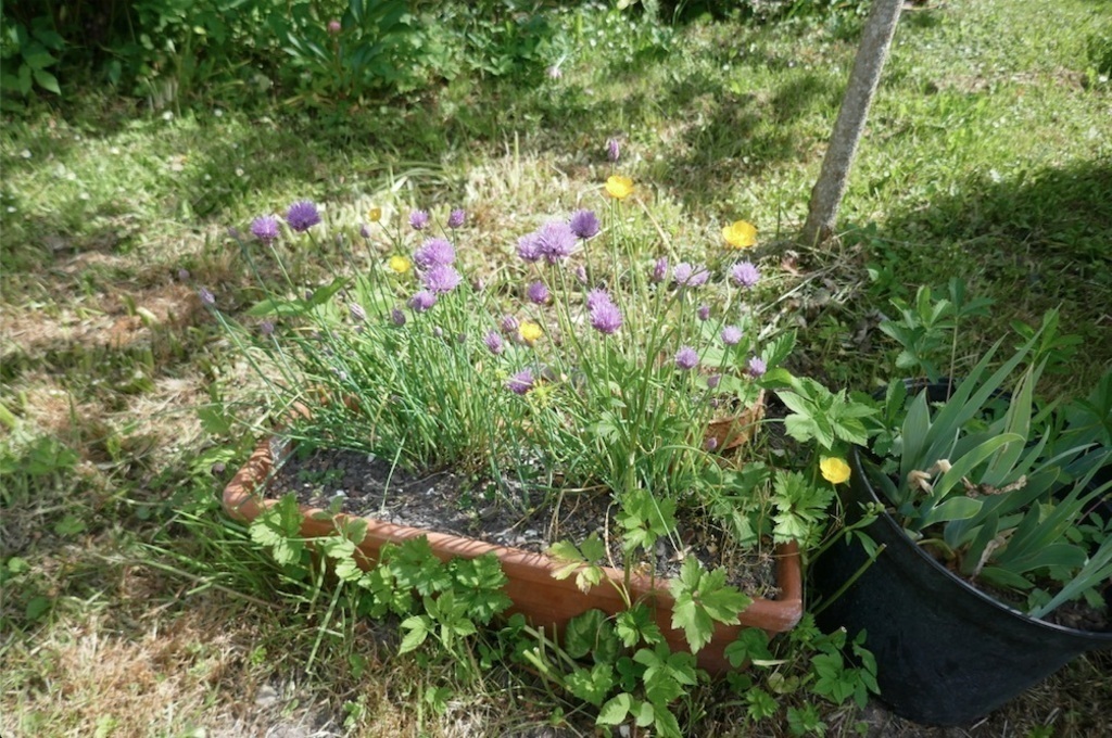 Ciboulette et boutons d'or du jardin