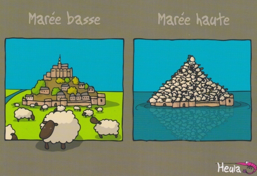 Le Mont Saint-Michel et ses moutons