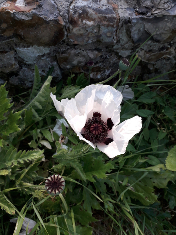Coquelicot blanc