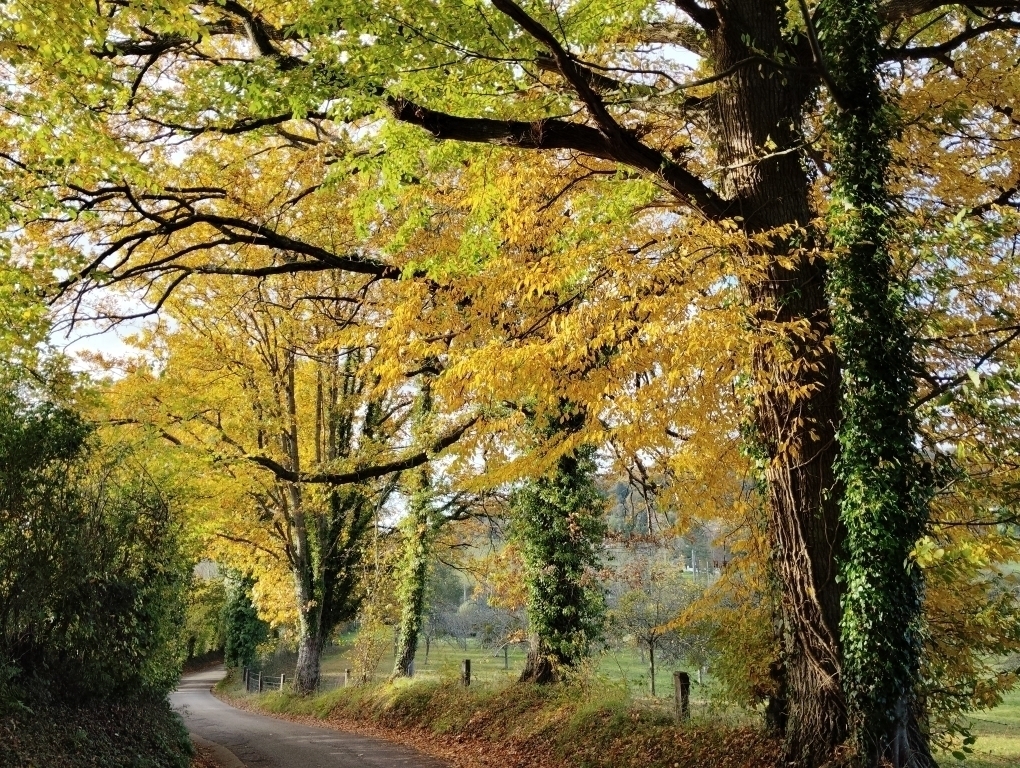 L'automne à Hermival