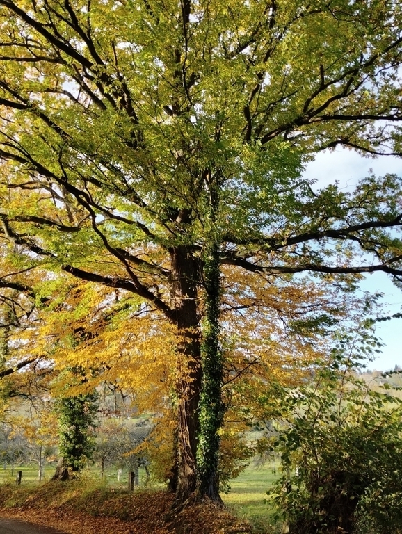 L'automne à Hermival