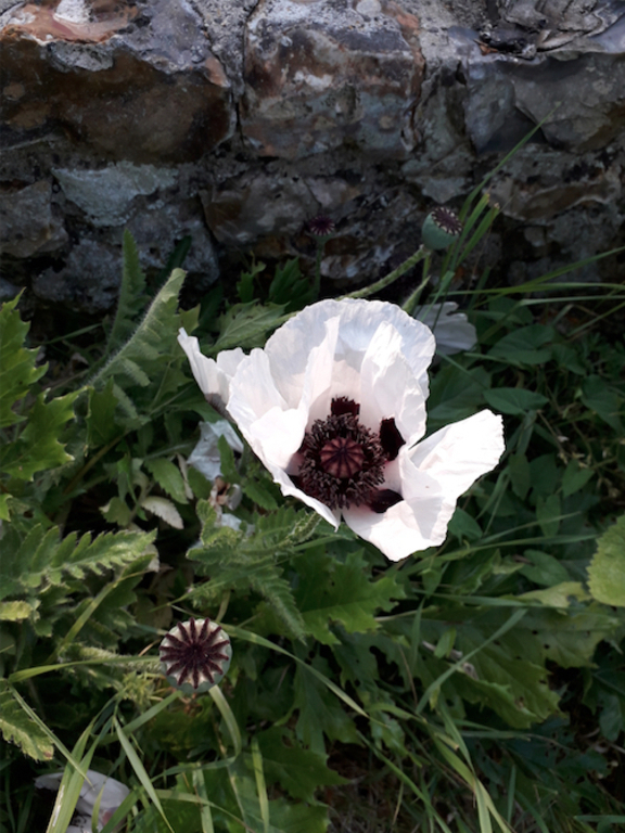Coquelicot blanc
