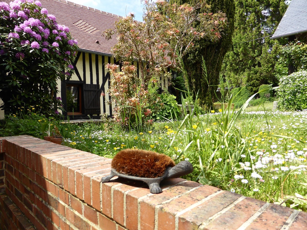Brosse-tortue dans le jardin (turtle brush)