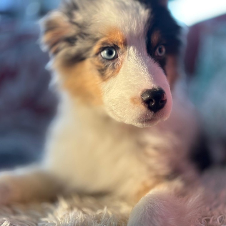 Askja , our new little dog "berger australien "