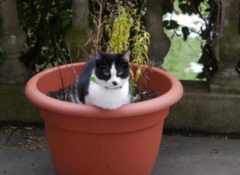 Calimera our female cat  ( unfortunately deaf ) to take care of  