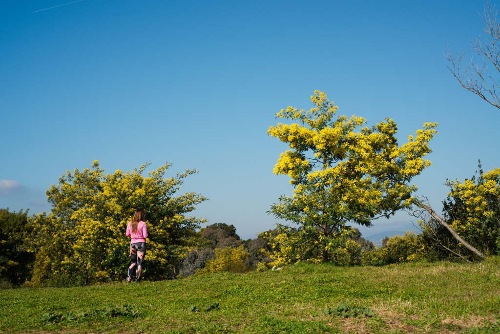 Cannes - Le mimosa à La Croix des Gardes
