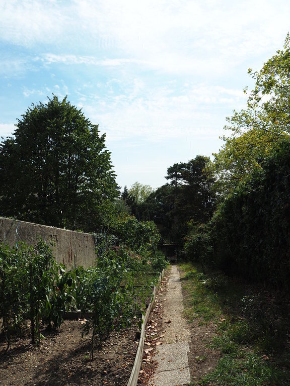 vegetable garden