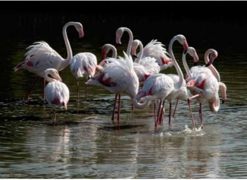 Camargue flamingo
