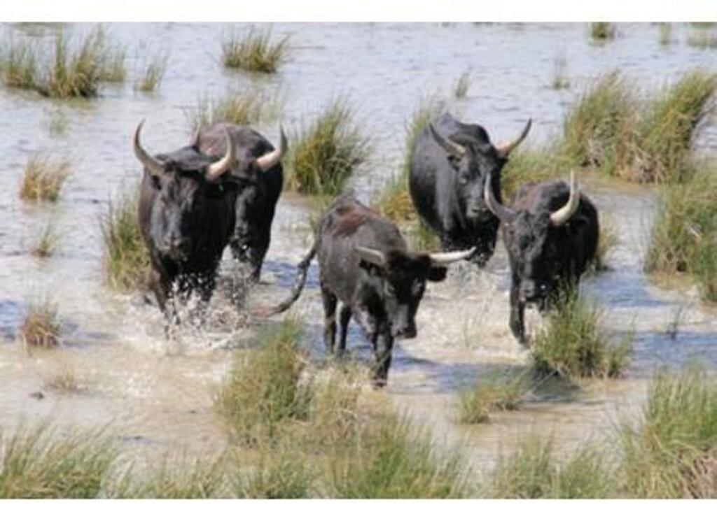 Camargue bulls