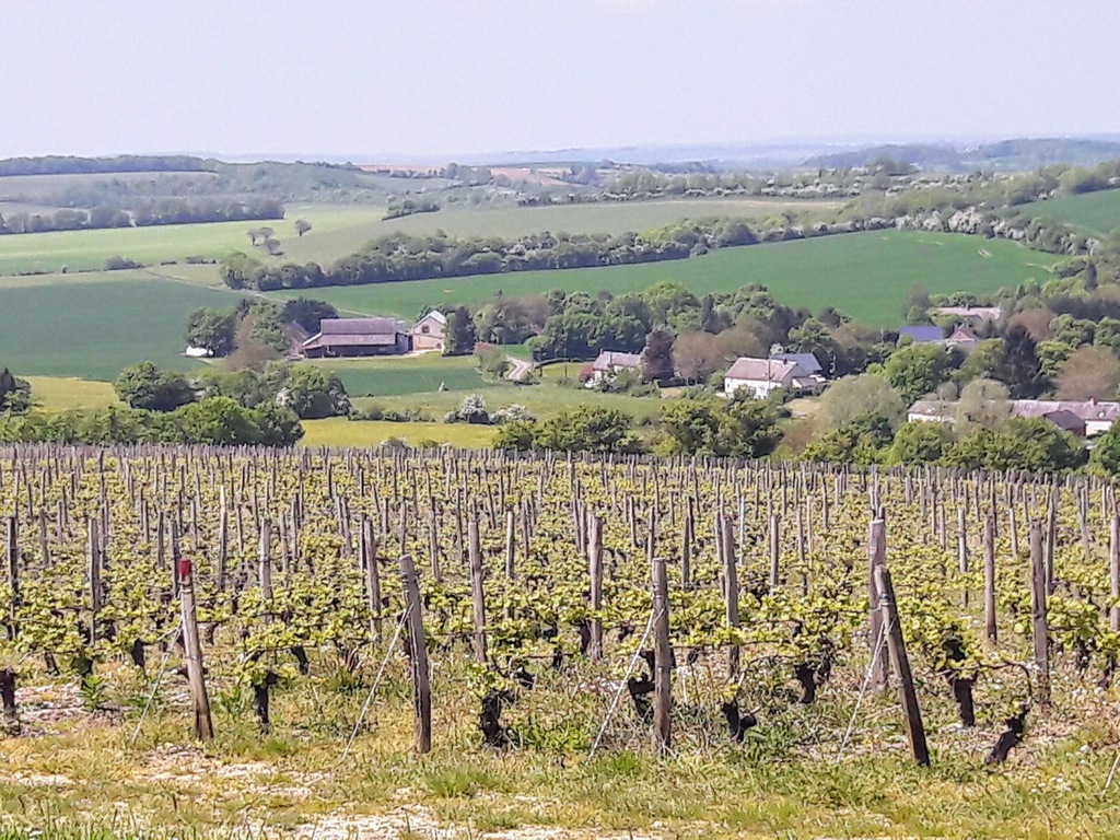 Vineyards