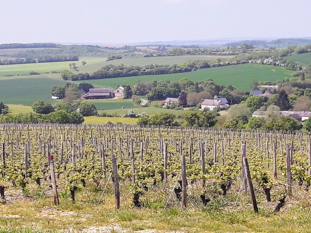 Vineyards