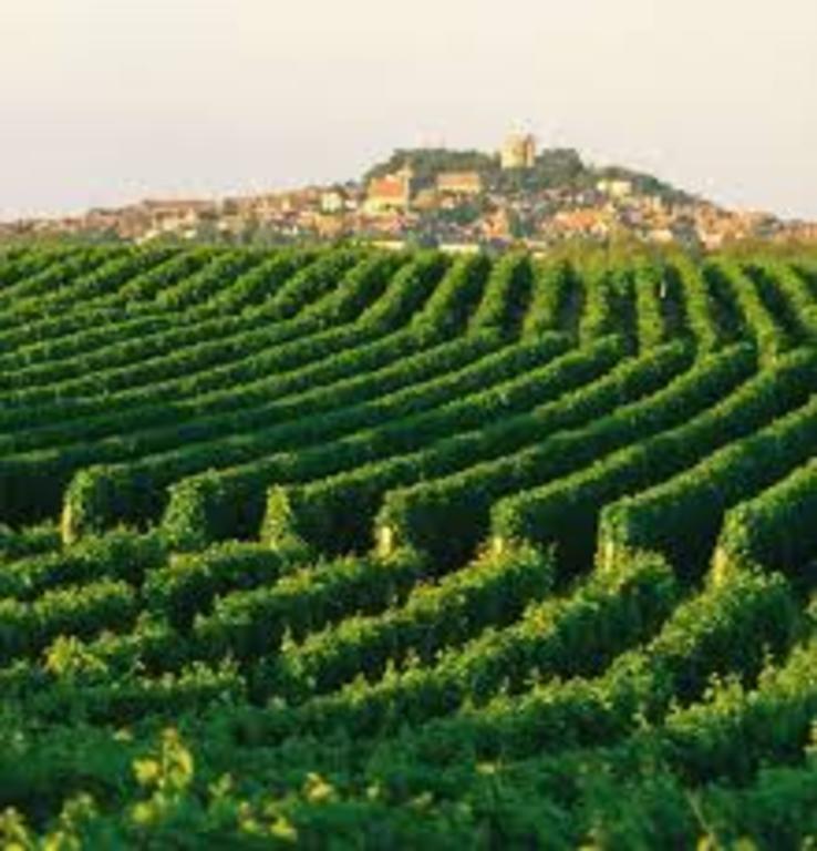 Vineyards at Sancerre