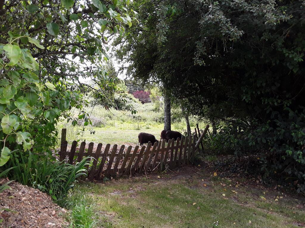 The field of our sheep who don't need any care