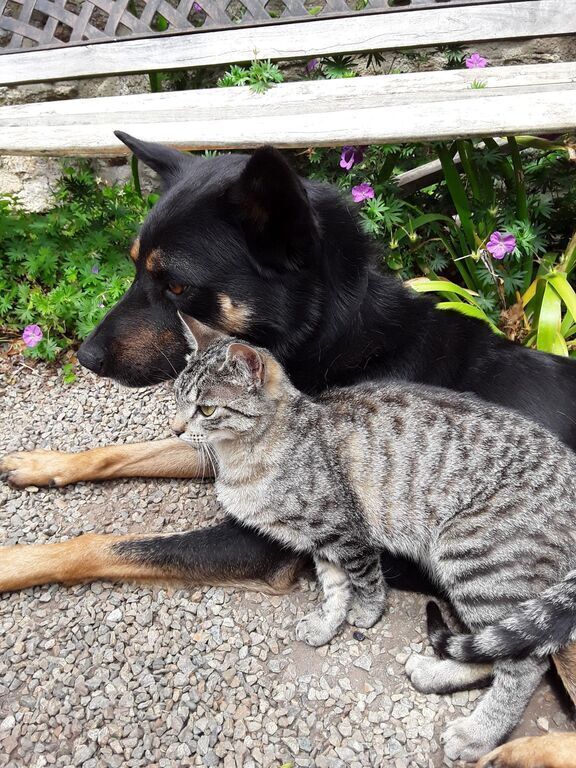 Teifi the dog needs food once a day and spends his nights into his barn. Segal the cat is independant but needs food every 4t...
