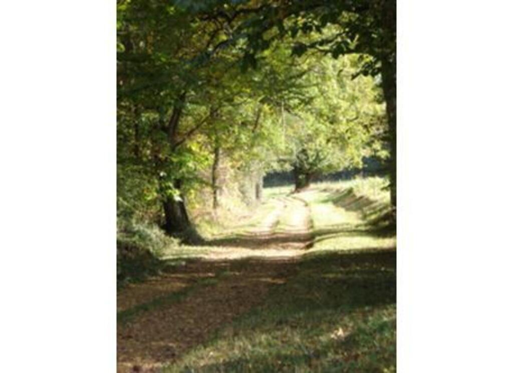 Walking in the woods