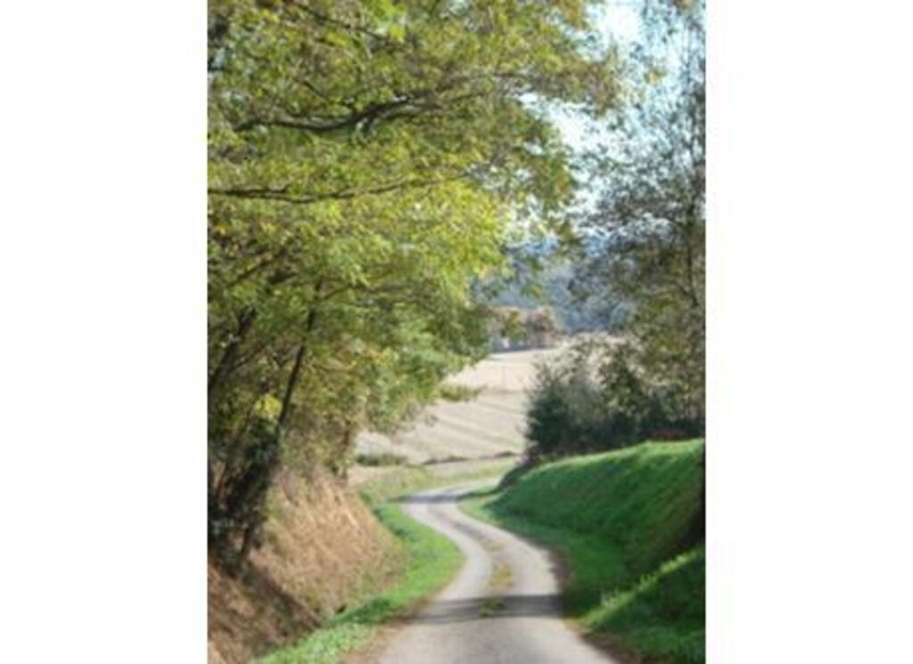 walking in the woods