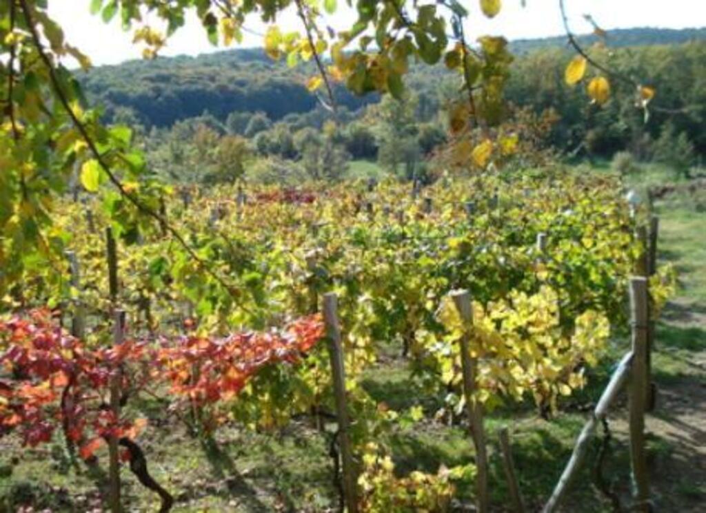 our neighbour's vineyard