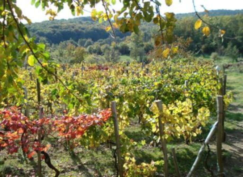 our neighbour's vineyard