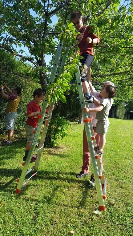 Picking cherries from the tree in our garden. Récolte des cerises sur le cerisier du jardin. 