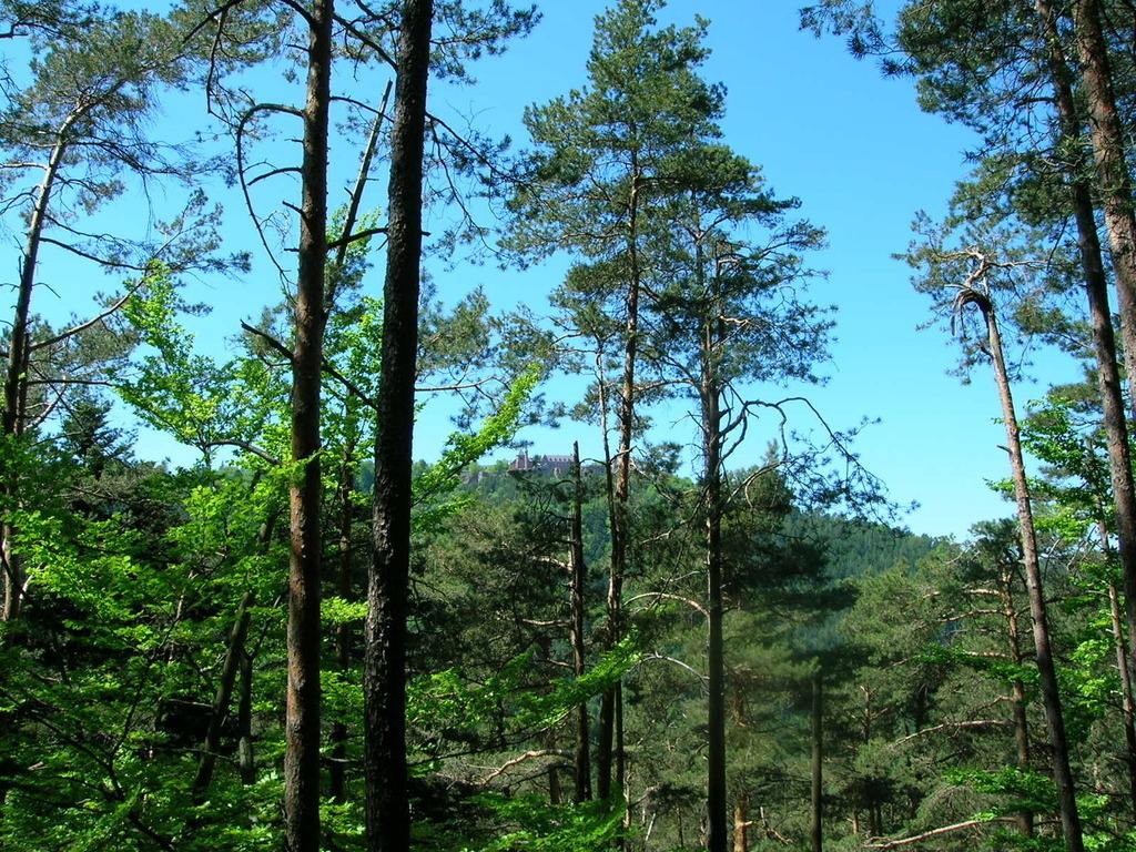 The Vosges /  Wandern in den ogesen