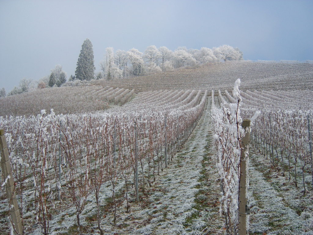  Black- Forest - Oberkirch