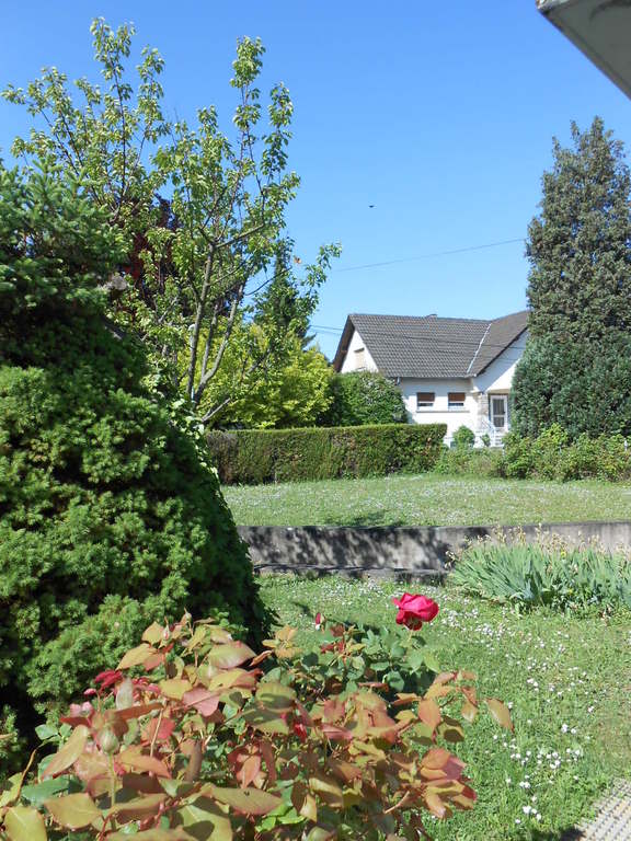 Notre jardin devant (abricots)