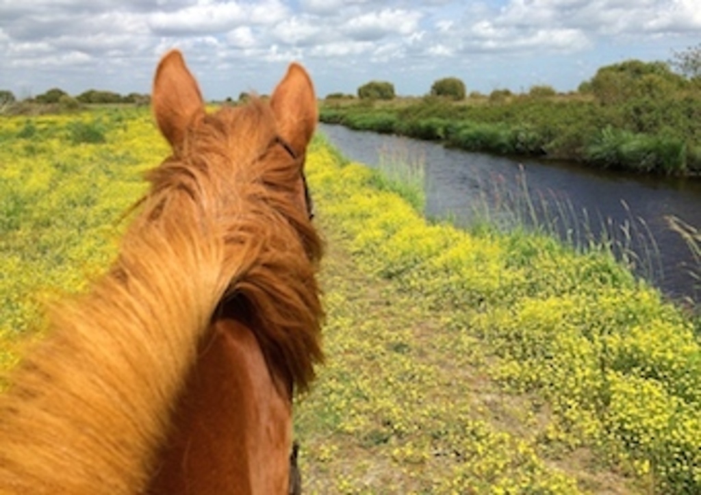La Brière is the 2nd wetland in France after la Camargue. Horse riding there is magic.