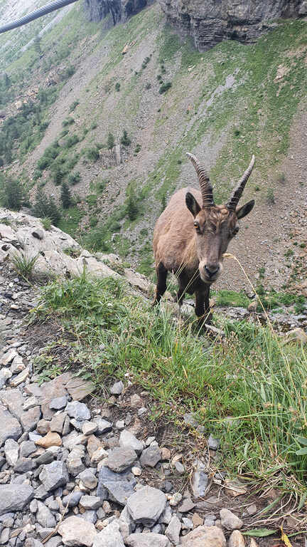 An unexpected encounter on a mountain path 