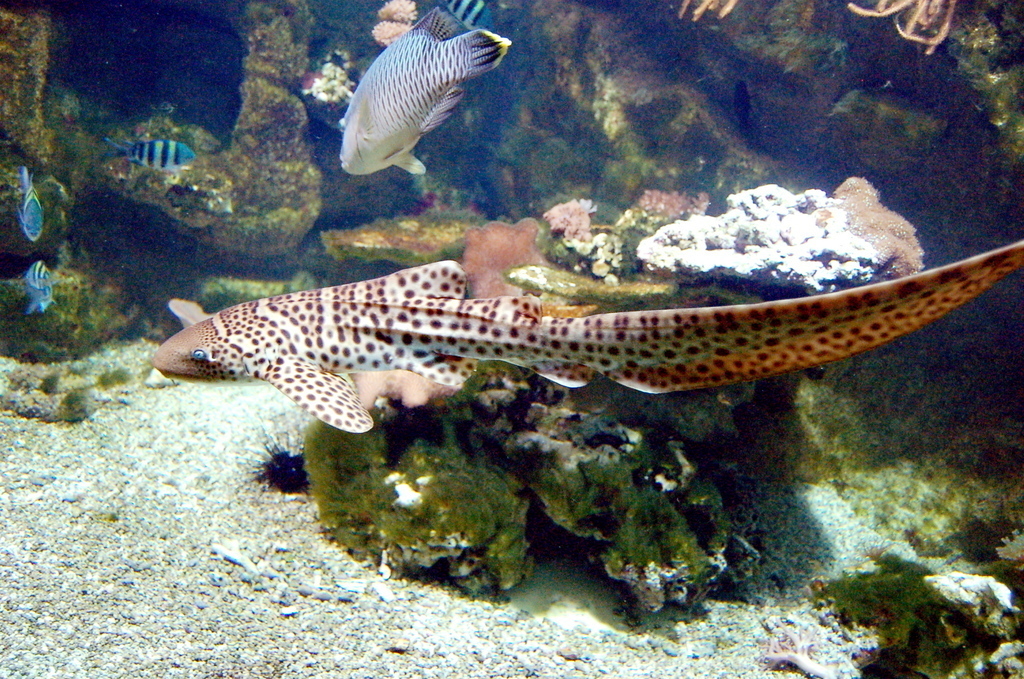 Aquarium Porte Dorée