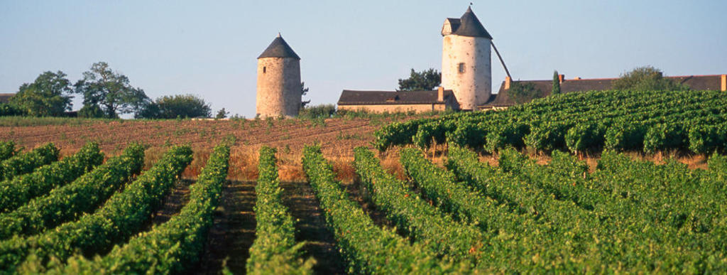 The vineyards of Anjou is about 1 hour
