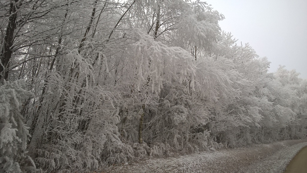 La forêt de la Charnie une belle journée d'hiver