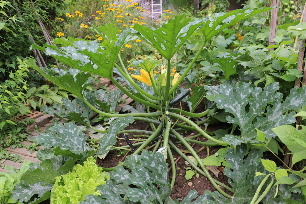 Légumes à récolter